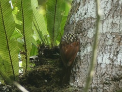 Lepidocolaptes souleyetii