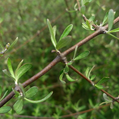 Olearia odorata