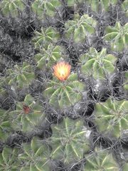Ferocactus robustus
