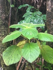 Cyrtandra platyphylla