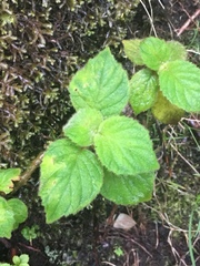 Cyrtandra platyphylla