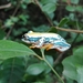 Three-color Reed Frog - Photo (c) Marc Fradera-Soler, some rights reserved (CC BY), uploaded by Marc Fradera-Soler
