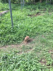 Coturnix japonica