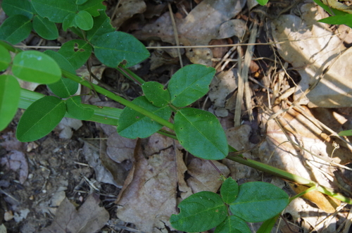 Image of Galactia heterophylla by (c) Eric Knight, some rights reserved (CC BY)