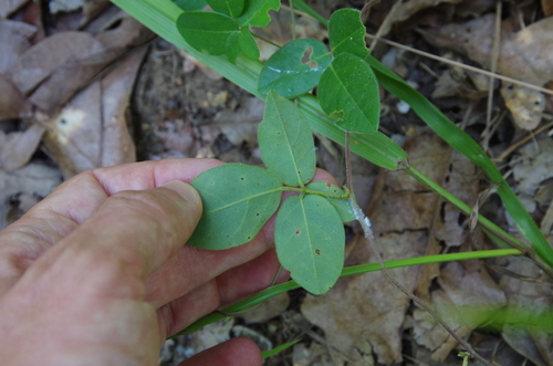 Image of Galactia heterophylla by (c) Eric Knight, some rights reserved (CC BY)