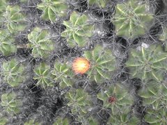 Ferocactus robustus