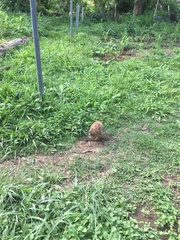 Coturnix japonica