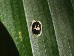 Aslamidium semicirculare