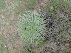 Agave stricta