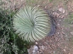Agave stricta