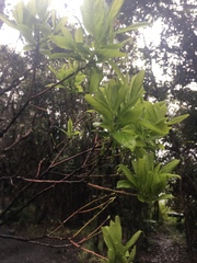Vaccinium calycinum
