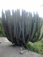 Myrtillocactus schenckii