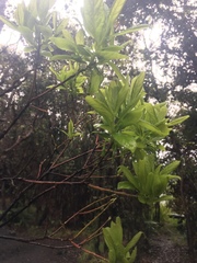 Vaccinium calycinum