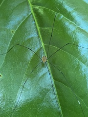 Leiobunum aldrichi