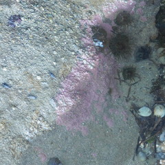 Phymatolithon repandum