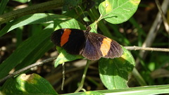 Heliconius erato hydara