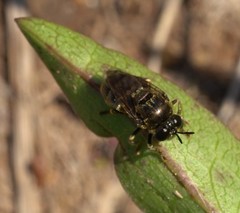 Microdon manitobensis