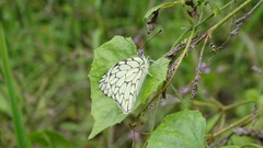 Hesperocharis marchalii