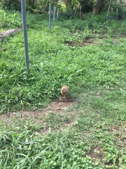 Coturnix japonica