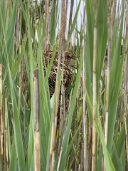 Cistothorus palustris