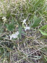 Lathyrus laetivirens