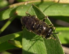 Microdon manitobensis