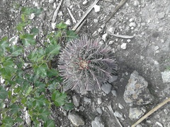 Ferocactus recurvus