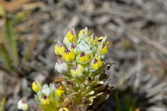 Castilleja ambigua