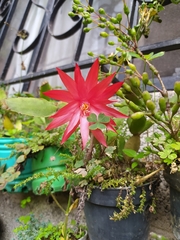 Rhipsalidopsis gaertneri