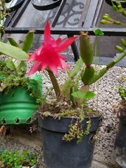 Rhipsalidopsis gaertneri