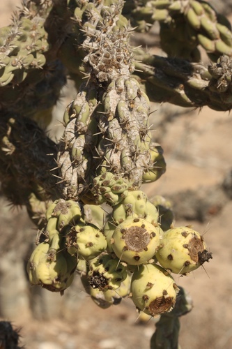 Chain-link Cholla