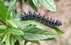 Euphydryas chalcedona