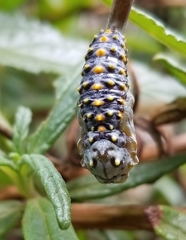 Euphydryas chalcedona