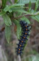 Euphydryas chalcedona