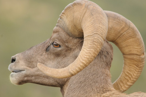 Bighorn Sheep photographed in Utah