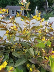 Lysimachia