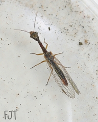 Raphidiidae