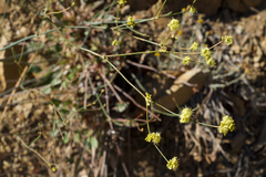 Eriogonum nudum westonii