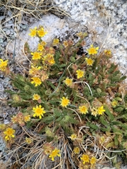 Ivesia gordonii