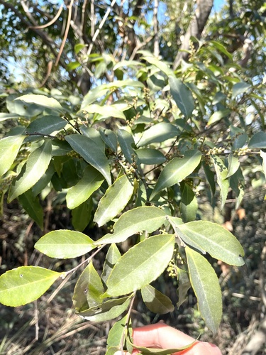 Symplocos formosana iNat (1)