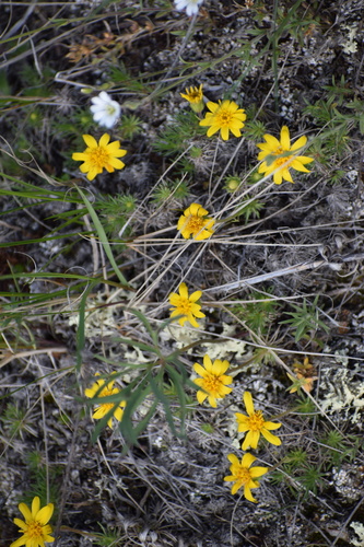 Image of Nestotus macleanii by (c) Syd Cannings, some rights reserved (CC BY)