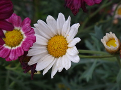 Glebionidinae
