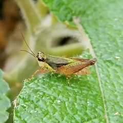 Rehnidium perexiguum