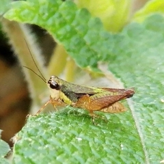 Rehnidium perexiguum
