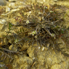Chaerophyllum novae-zelandiae