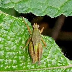 Rehnidium perexiguum