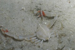 Ebalia intermedia