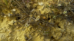 Chaerophyllum novae-zelandiae
