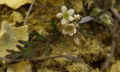 Chaerophyllum novae-zelandiae
