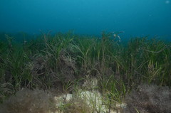 Zostera tasmanica